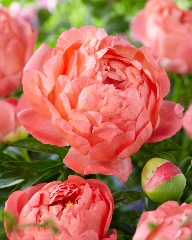 Peony-Paeonia Coral Sunset 1-pakning